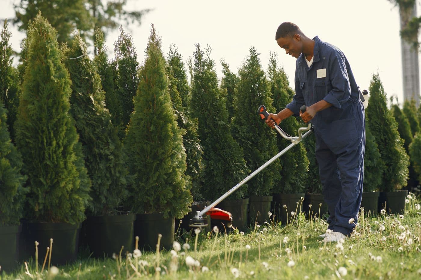 Gärtner trimmt mit dem Freischneider im Gartenbetrieb
